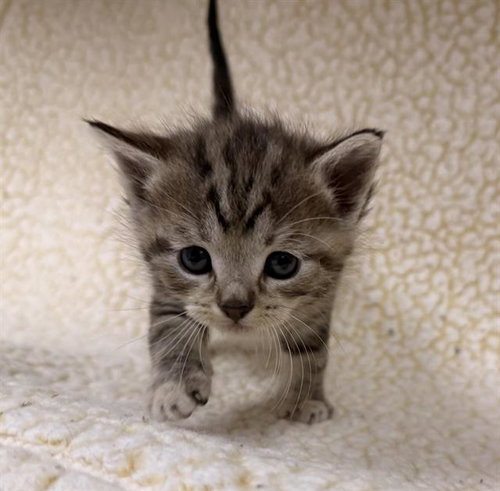 A124289, Baby Domestic Short Hair (medium coat), cat for adoption in Hesperia, California