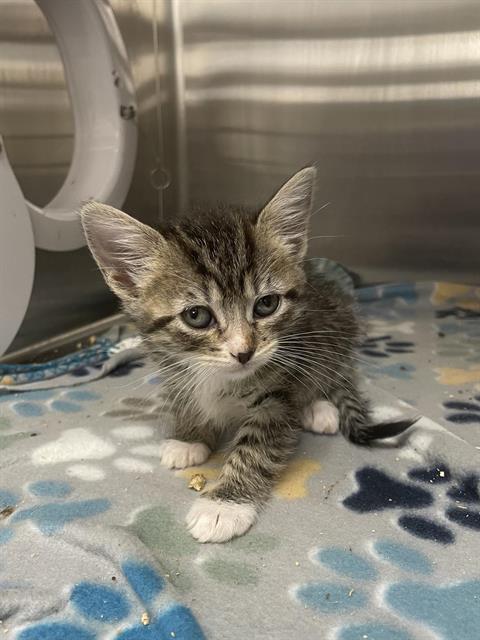 A124279, Baby Domestic Long Hair (medium coat), cat for adoption in Hesperia, California