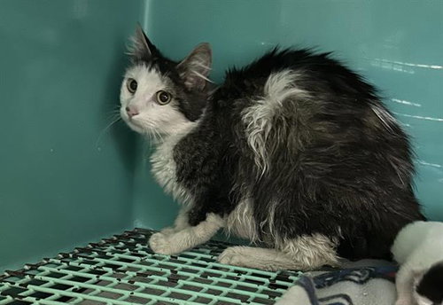 A124073, Adult Domestic Long Hair (medium coat), cat for adoption in Hesperia, California