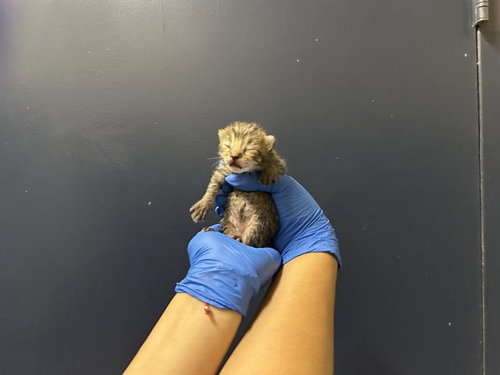 (NURSING), Baby Domestic Long Hair (medium coat), cat for adoption in Hesperia, California