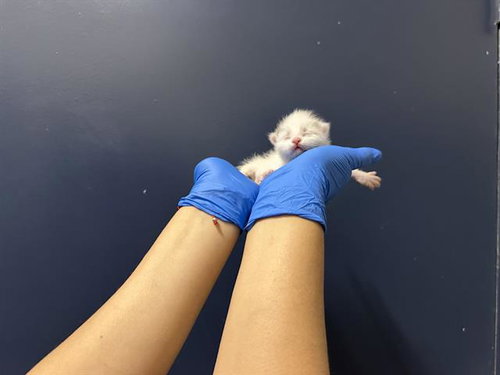 (NURSING), Baby Domestic Long Hair (medium coat), cat for adoption in Hesperia, California
