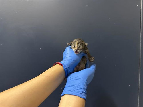 (NURSING), Baby Domestic Long Hair (medium coat), cat for adoption in Hesperia, California