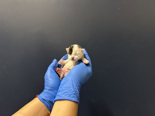 (NURSING), Baby Domestic Long Hair (medium coat), cat for adoption in Hesperia, California