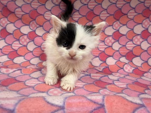 MASH, an adoptable Domestic Long Hair in HESPERIA, CA