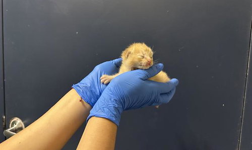 (NURSING), Baby Domestic Short Hair (medium coat), cat for adoption in Hesperia, California