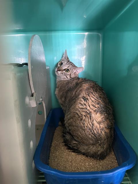 A124245, Adult Domestic Short Hair (medium coat), cat for adoption in Hesperia, California