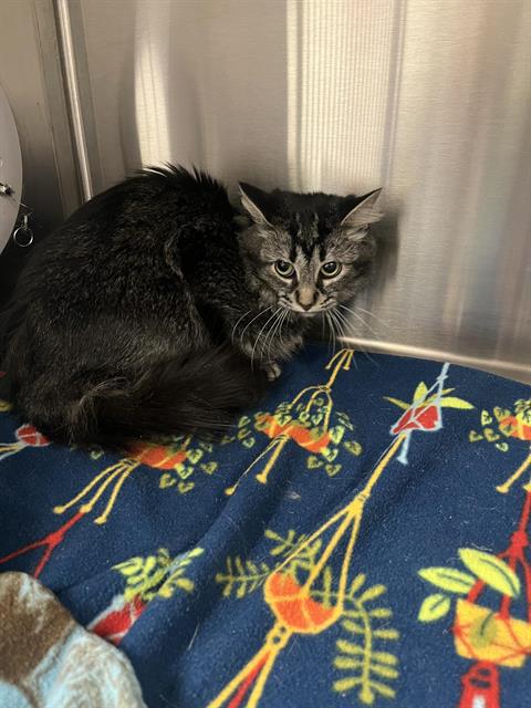 A124316, Adult Domestic Long Hair (medium coat), cat for adoption in Hesperia, California