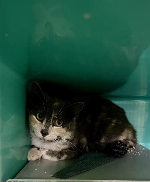A124285, Adult Domestic Short Hair (medium coat), cat for adoption in Hesperia, California