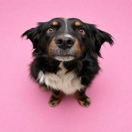 DELILAH, an adoptable Australian Shepherd in HESPERIA, CA