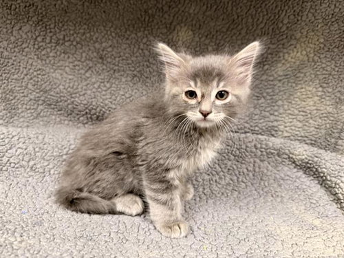 A124575, Baby Domestic Medium Hair (medium coat), cat for adoption in Hesperia, California