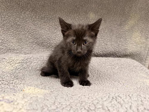 A124582, Baby Domestic Medium Hair (medium coat), cat for adoption in Hesperia, California
