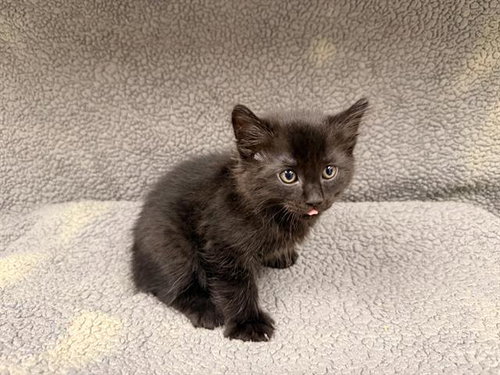 A124583, Baby Domestic Medium Hair (medium coat), cat for adoption in Hesperia, California