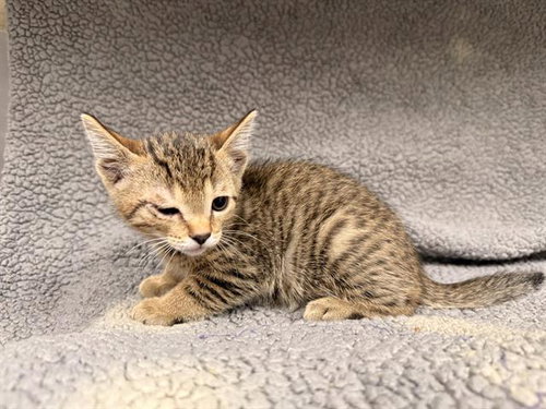 A124585, Baby Domestic Medium Hair (medium coat), cat for adoption in Hesperia, California
