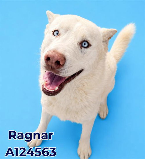 RAGNAR, an adoptable Siberian Husky in HESPERIA, CA