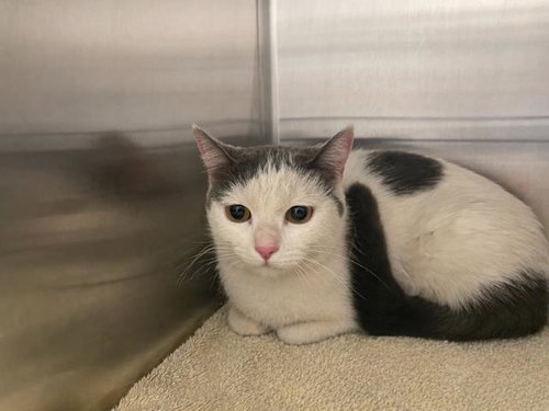 ELIZABETH BENNET, Young Domestic Short Hair (medium coat), cat for adoption in Hesperia, California