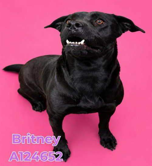 BRITNEY, an adoptable Cane Corso Mastiff in HESPERIA, CA