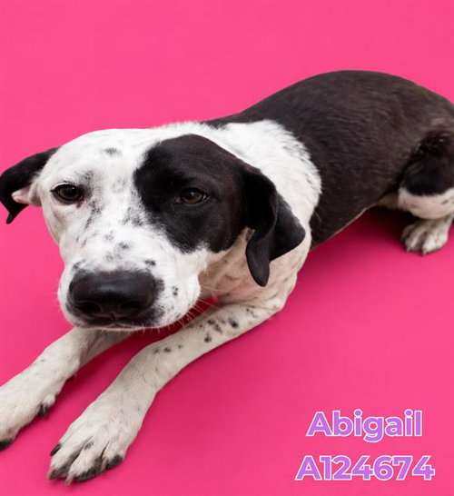 ABIGAIL, an adoptable English Pointer in HESPERIA, CA