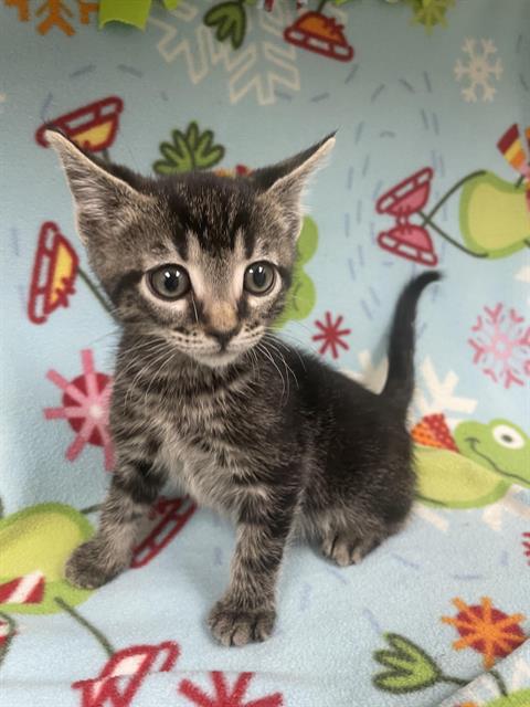 IRIS, Baby Domestic Short Hair (medium coat), cat for adoption in Hesperia, California