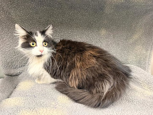 JOSSI, Adult Domestic Long Hair (medium coat), cat for adoption in Hesperia, California