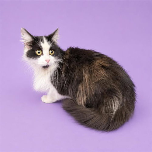 JOSSI, an adoptable Domestic Long Hair in HESPERIA, CA