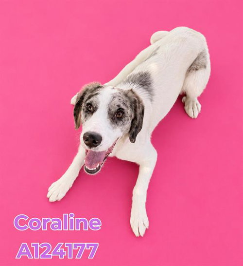 CORALINE, an adoptable Catahoula Leopard Dog in HESPERIA, CA