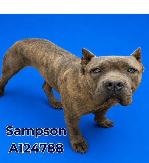SAMPSON, an adoptable Cane Corso Mastiff in HESPERIA, CA