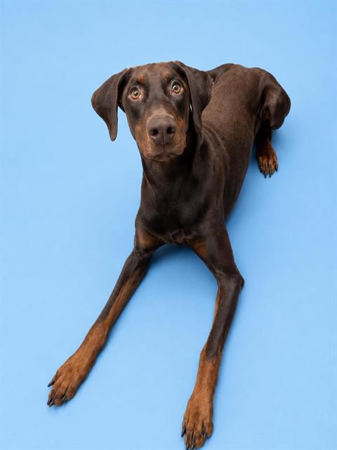 KATO, an adoptable Doberman Pinscher in HESPERIA, CA