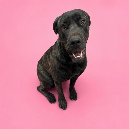PEPPA, an adoptable Cane Corso Mastiff in HESPERIA, CA