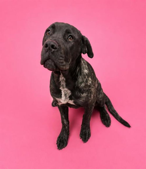 IVY, an adoptable Cane Corso Mastiff in HESPERIA, CA