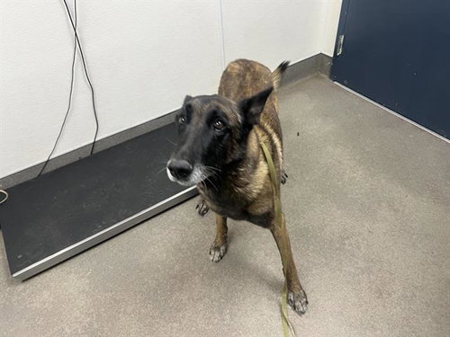 MAX, an adoptable Belgian Shepherd Malinois in HESPERIA, CA