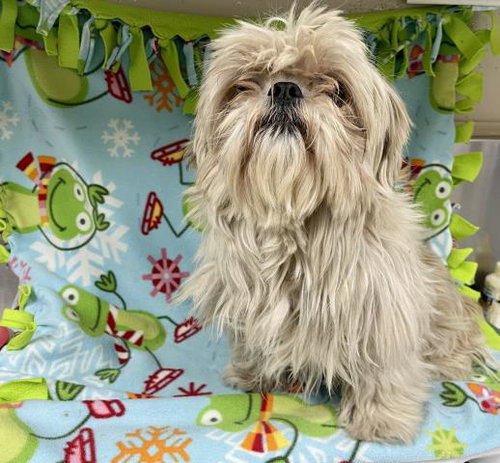 CANELITA, an adoptable Shih Tzu in HESPERIA, CA