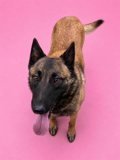 A124860, an adoptable Belgian Shepherd Malinois in HESPERIA, CA