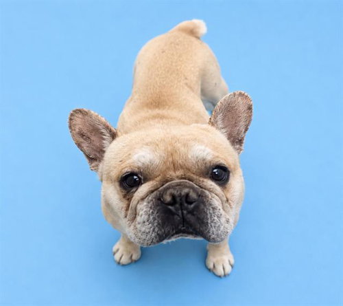 A124861, an adoptable French Bulldog in HESPERIA, CA