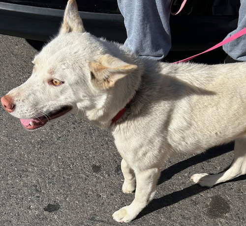 A124894, an adoptable Siberian Husky in HESPERIA, CA