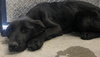 GRIZZ - Photo 1