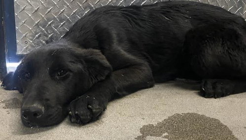 GRIZZ - Labrador Retriever available for adoption