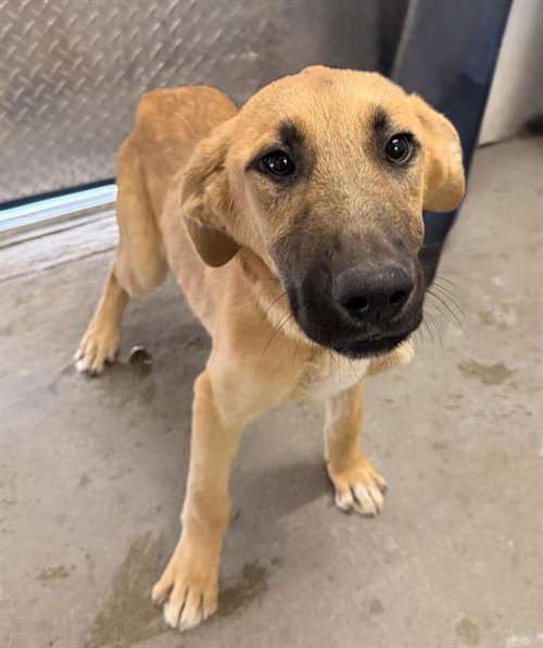 GIZZMO - Labrador Retriever available for adoption