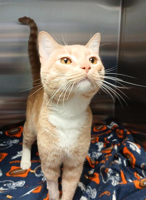 MARCO, an adoptable Domestic Short Hair in HESPERIA, CA