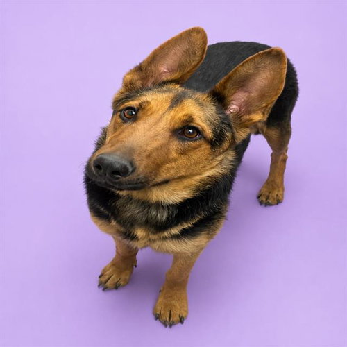 GERTRUDE, an adoptable Belgian Shepherd Malinois in HESPERIA, CA