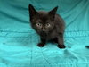 A123872 - Photo 1