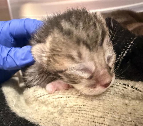A125129 - Domestic Short Hair available for adoption