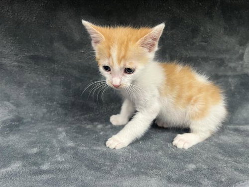 PATCHES, an adoptable Domestic Short Hair in HESPERIA, CA