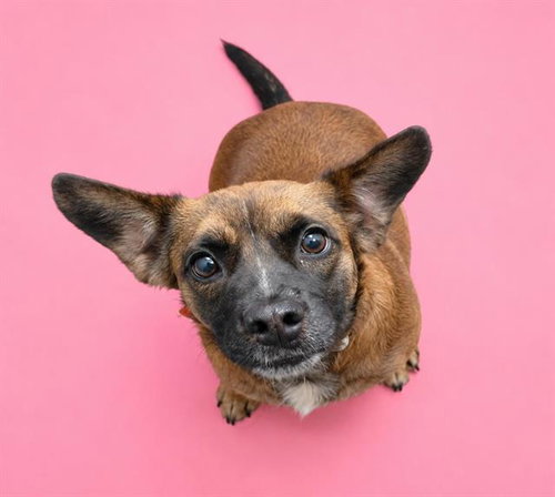 MISSY, an adoptable Beagle in HESPERIA, CA