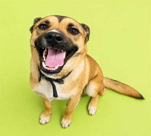 CHASE, an adoptable German Shepherd Dog in HESPERIA, CA