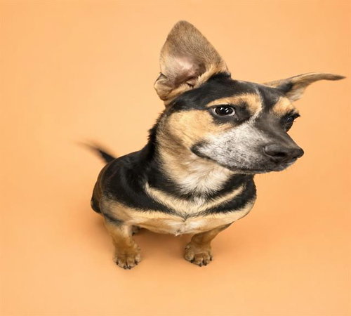 PEANUT
