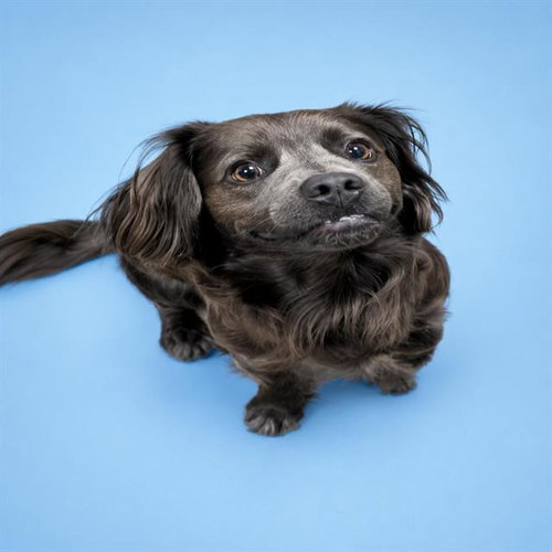 DOUG, an adoptable Cocker Spaniel in HESPERIA, CA