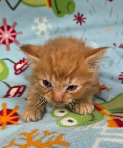 A124821, an adoptable Domestic Short Hair in HESPERIA, CA