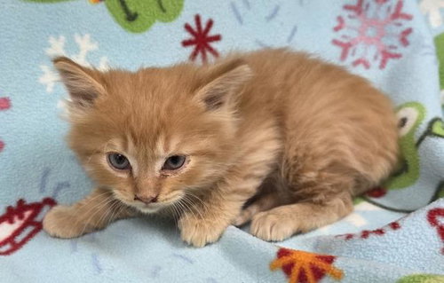 A124822, an adoptable Domestic Short Hair in HESPERIA, CA