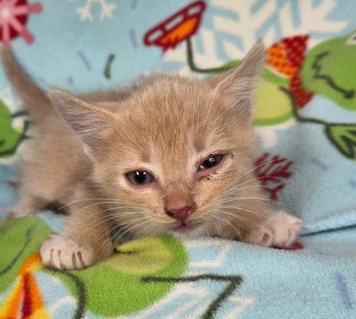 A124823, an adoptable Domestic Short Hair in HESPERIA, CA