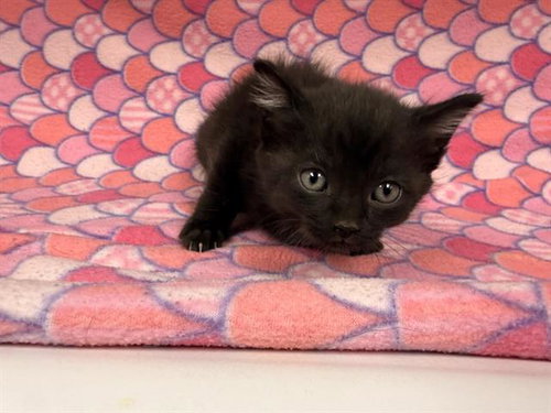 ETHEL, an adoptable Domestic Short Hair in HESPERIA, CA